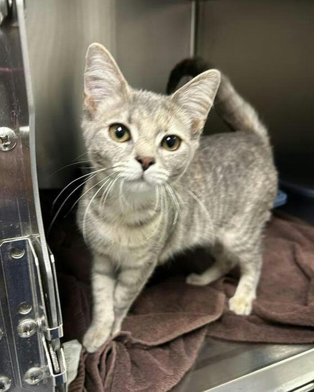 Slider - Domestic Short Hair cat available for adoption at Ontario SPCA (Central Ontario) in Toronto