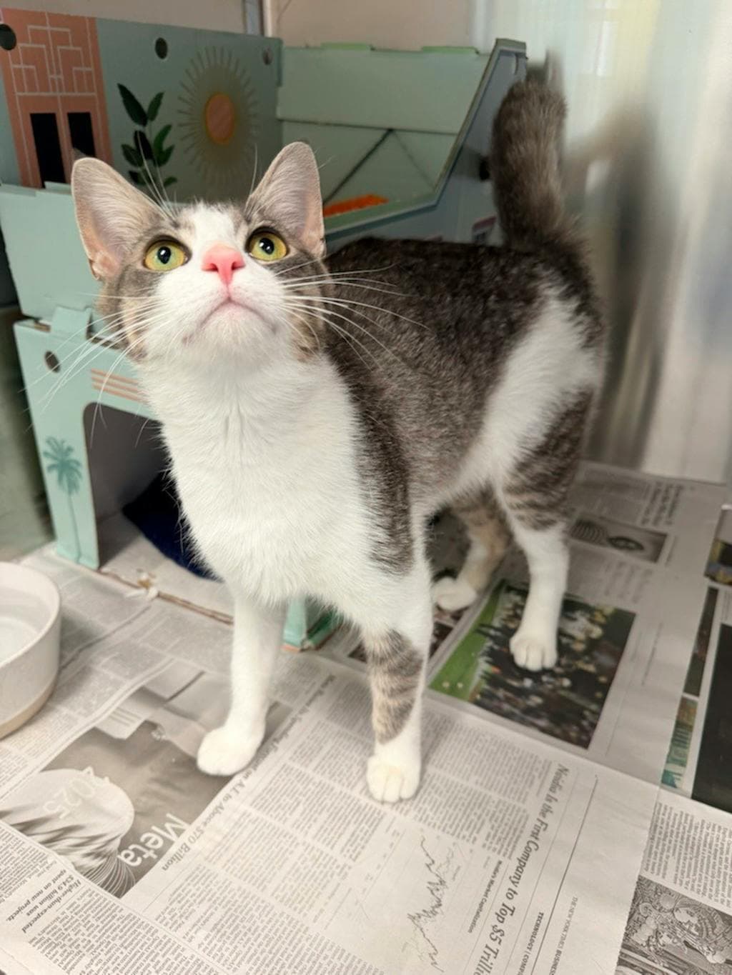 Eloise - Domestic Short Hair cat available for adoption at Ontario SPCA (Central Ontario) in Toronto