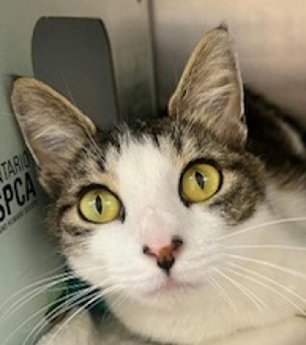 Wilma - Domestic Short Hair cat available for adoption at Ontario SPCA (Central Ontario) in Toronto