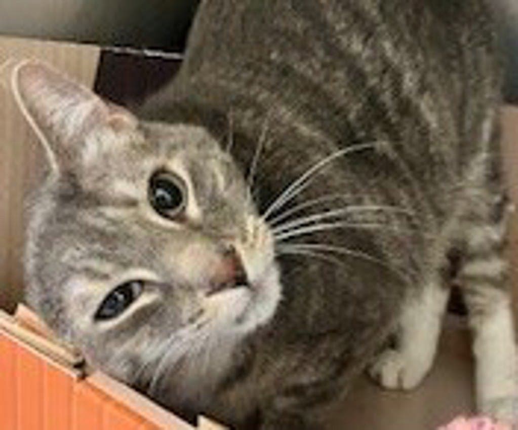 Miles - Domestic Short Hair cat available for adoption at Ontario SPCA (Central Ontario) in Toronto