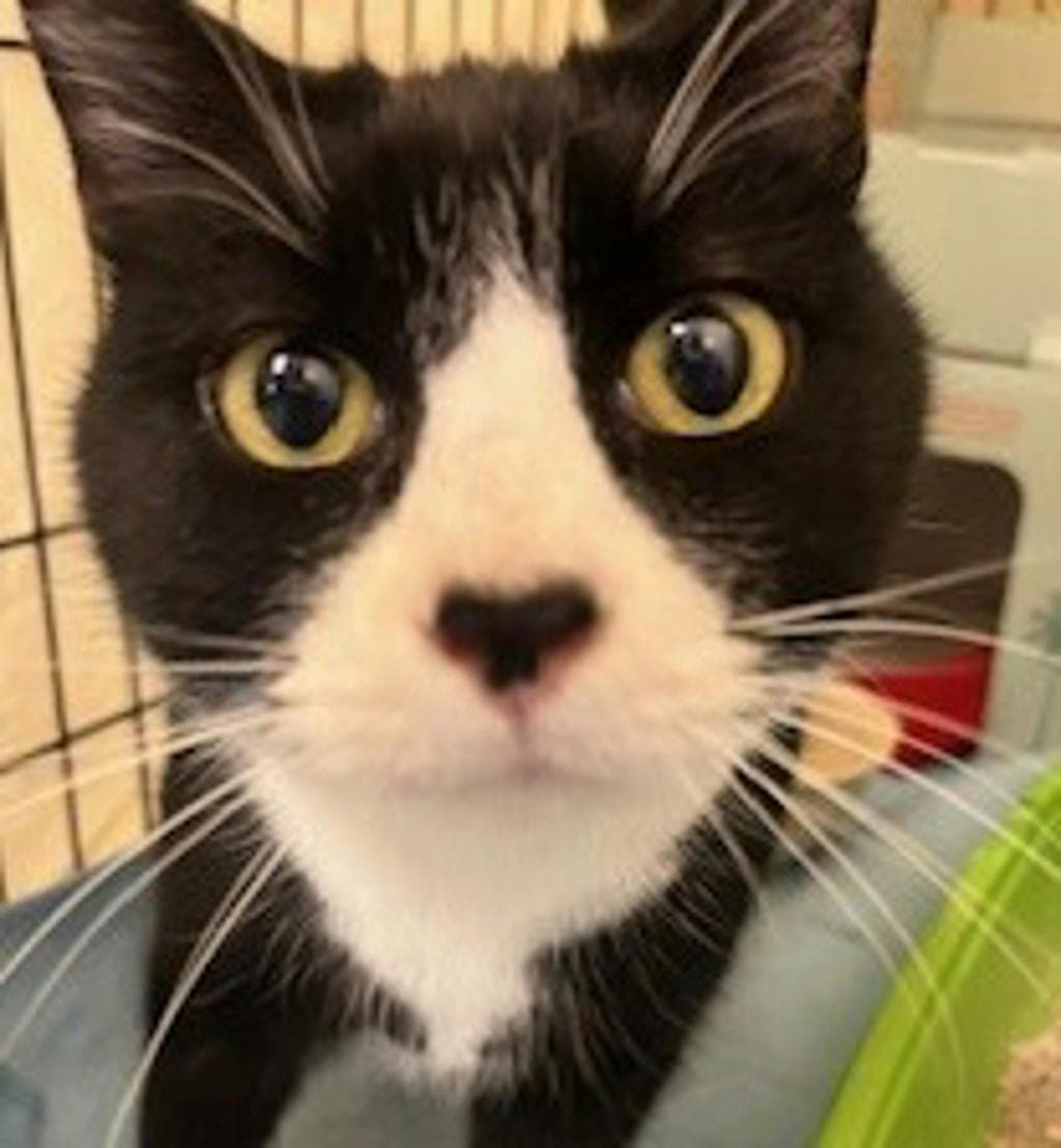 Simon - Domestic Short Hair cat available for adoption at Ontario SPCA (Central Ontario) in Toronto
