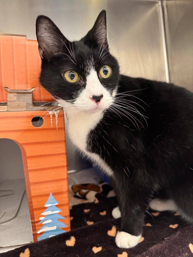 Simon - Domestic Short Hair available for adoption
