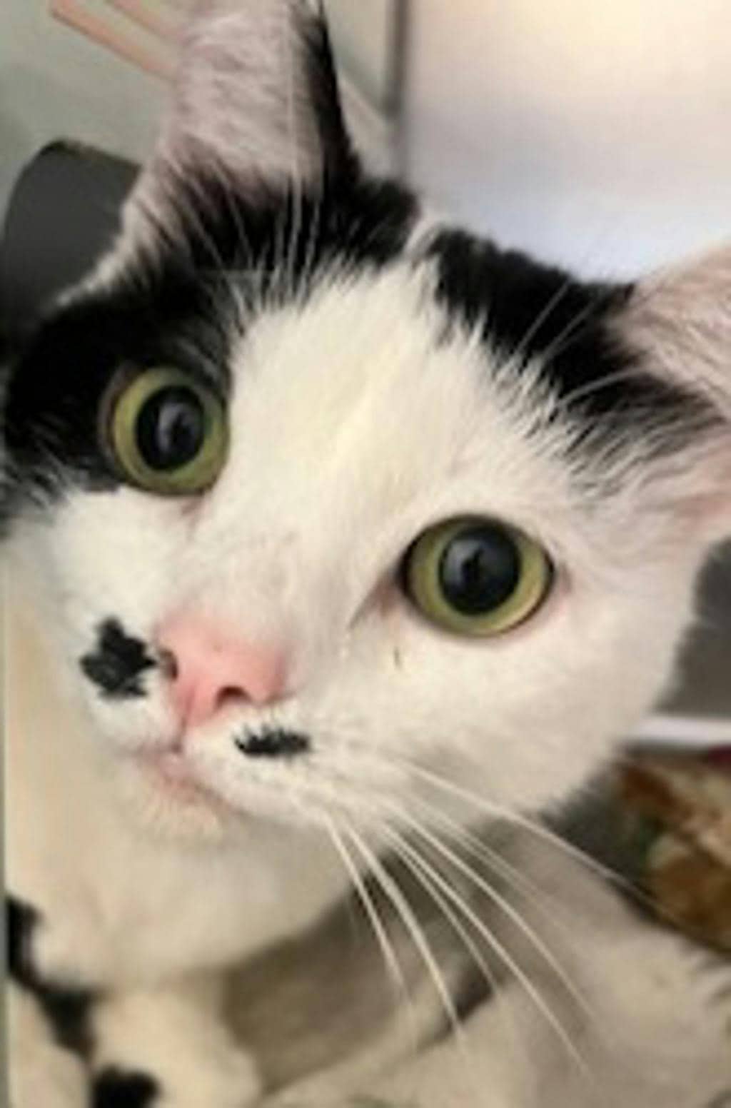 Grace (at Petsmart Huntsville) - Domestic Short Hair available for adoption