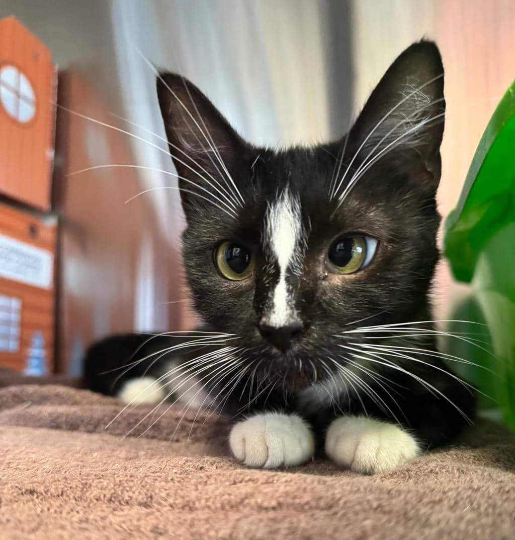 Cricket - Domestic Short Hair available for adoption