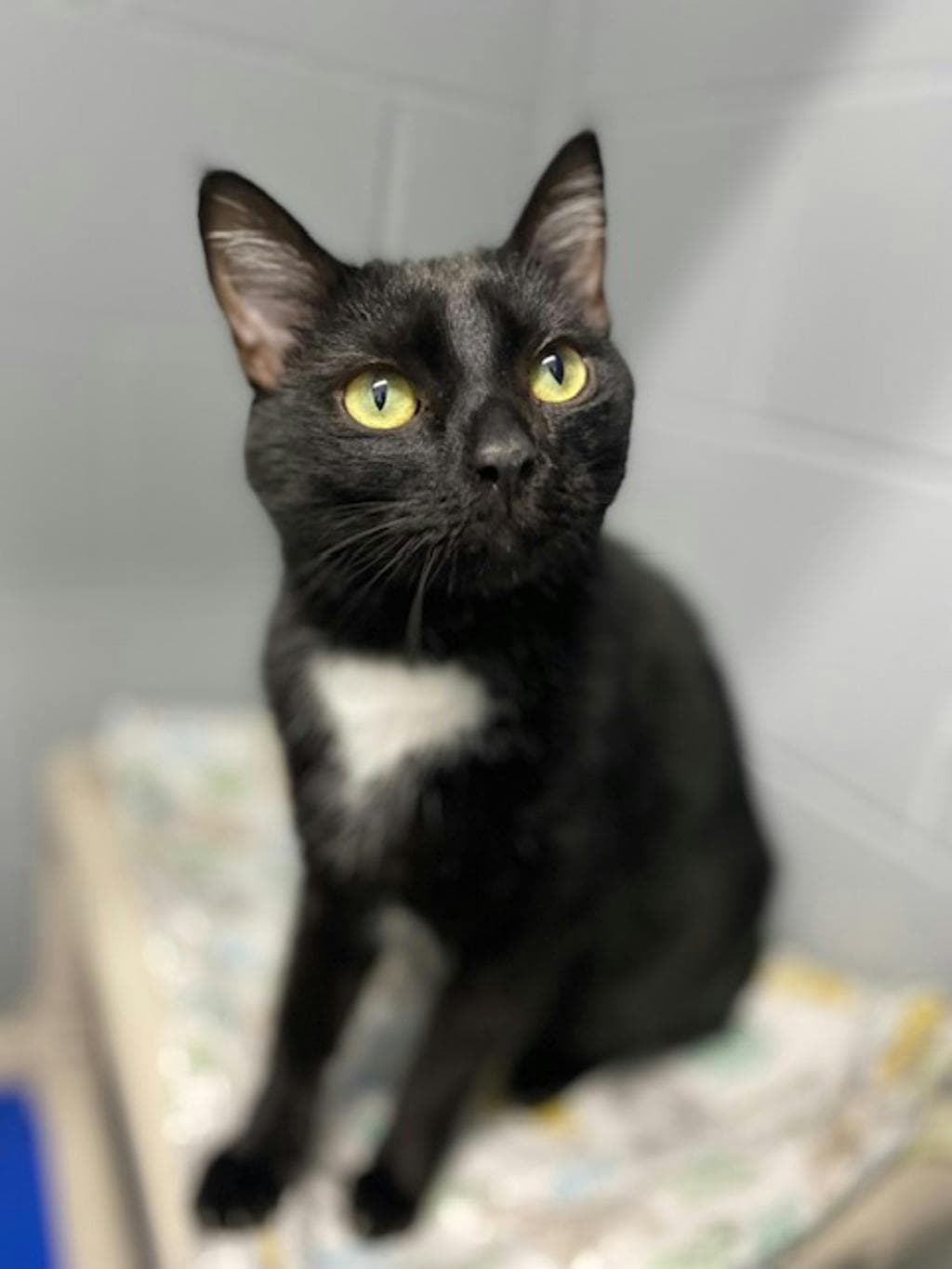 Panther - Domestic Short Hair cat available for adoption at Ontario SPCA (Central Ontario) in Toronto