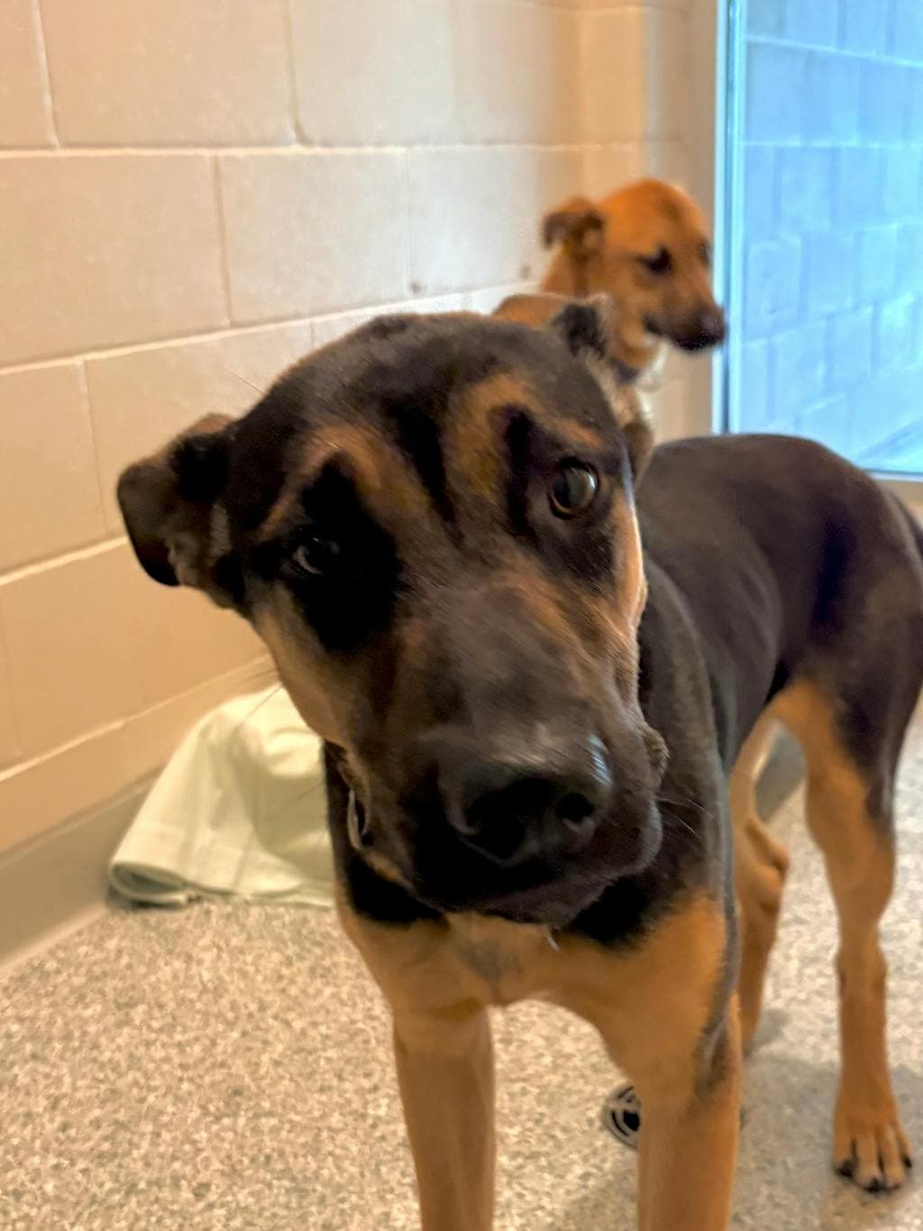 Dean Winchester - German Shepherd available for adoption