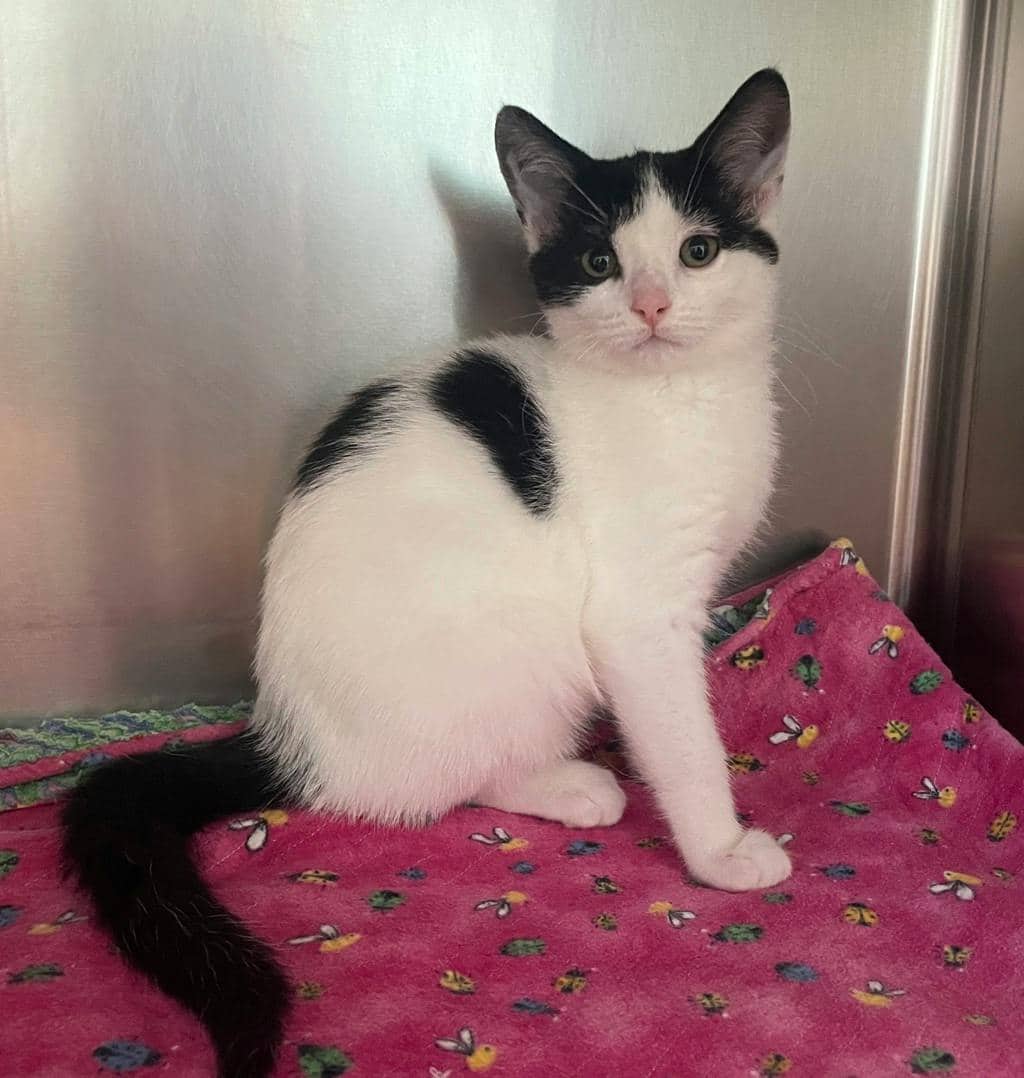 Moana Petsmart Orangeville - Domestic Medium Hair available for adoption