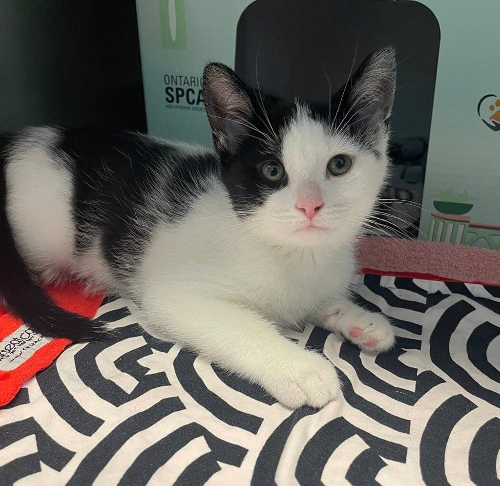 Maui Petsmart Orangeville - Domestic Medium Hair available for adoption