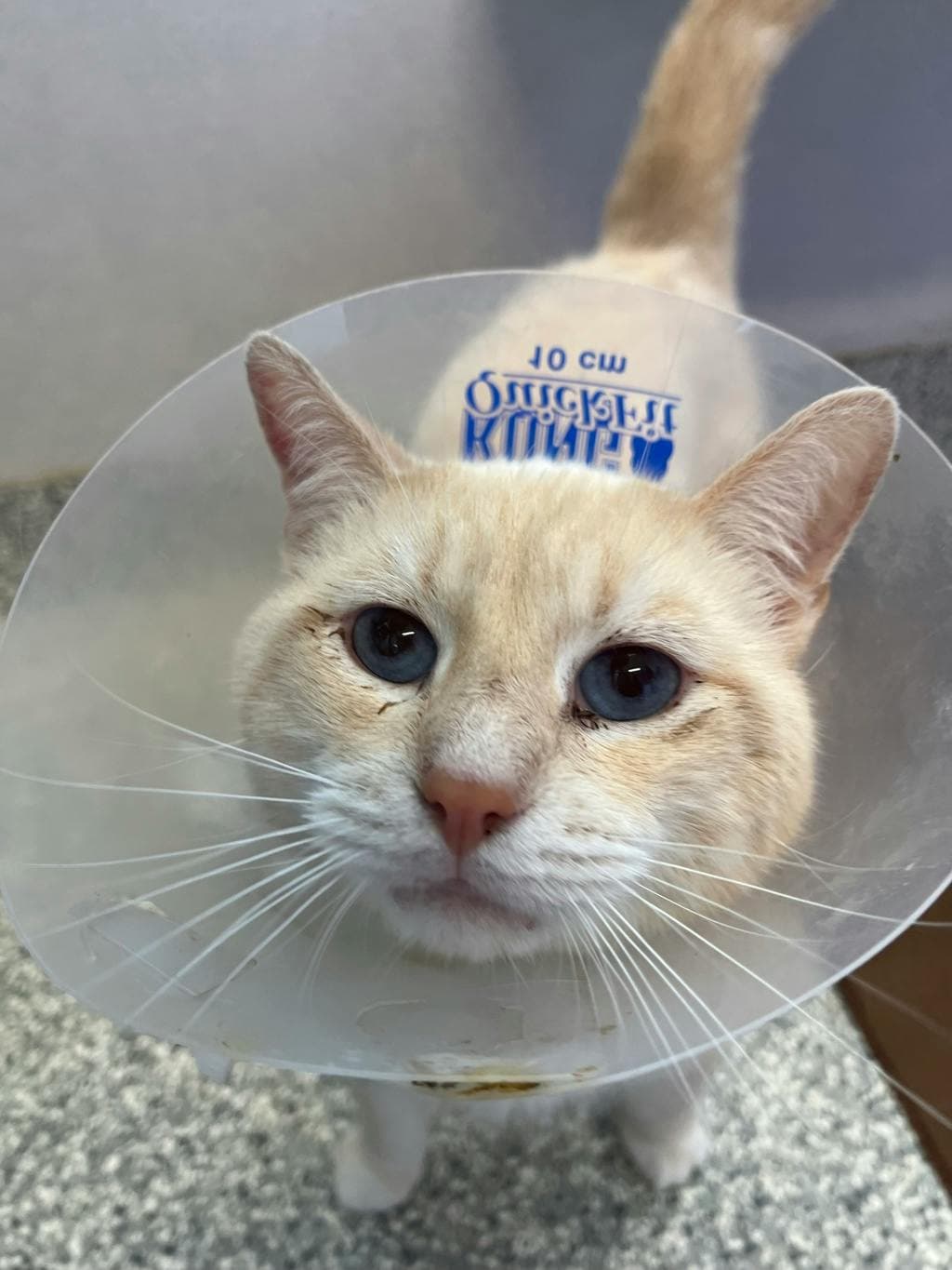 Freddy - Domestic Short Hair available for adoption