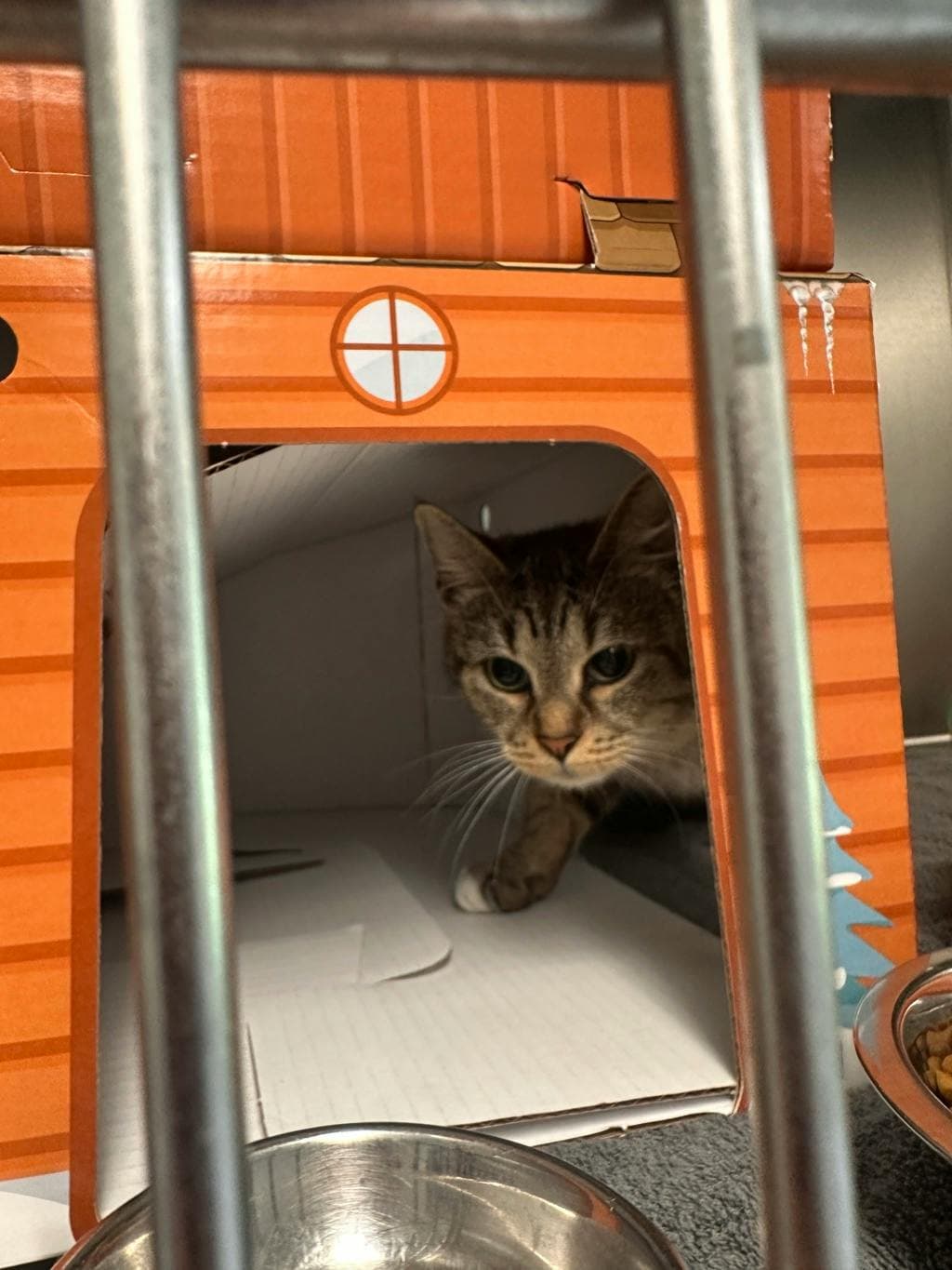 Joann - Domestic Short Hair available for adoption