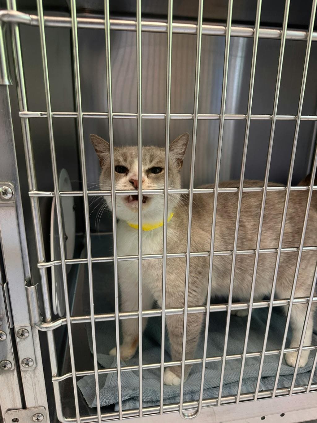 Little Carrot - Domestic Short Hair cat available for adoption at Ontario SPCA (Toronto Area) in Toronto