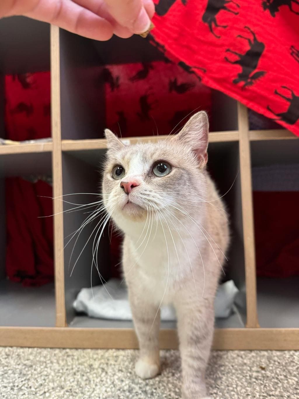 Little Carrot - Domestic Short Hair available for adoption