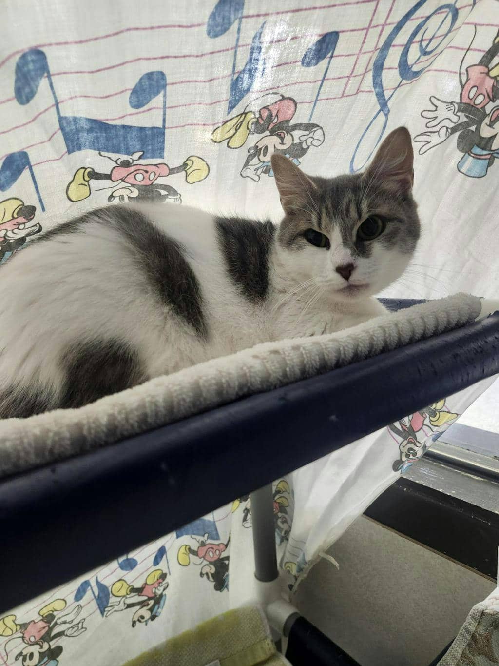 Martha - Domestic Short Hair available for adoption