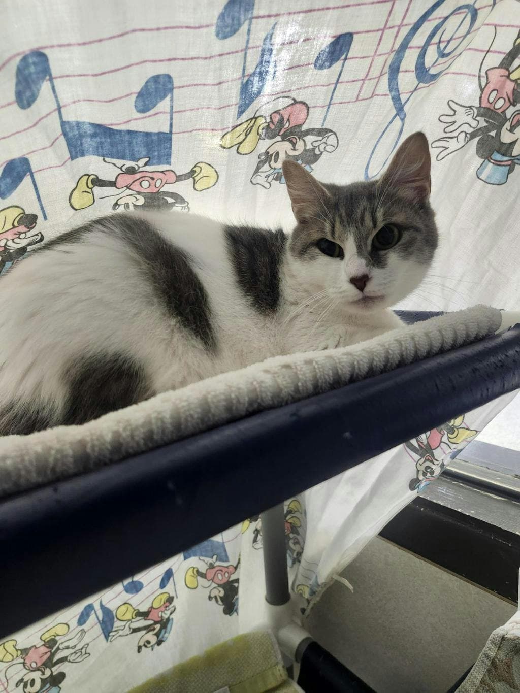Martha - Domestic Short Hair available for adoption