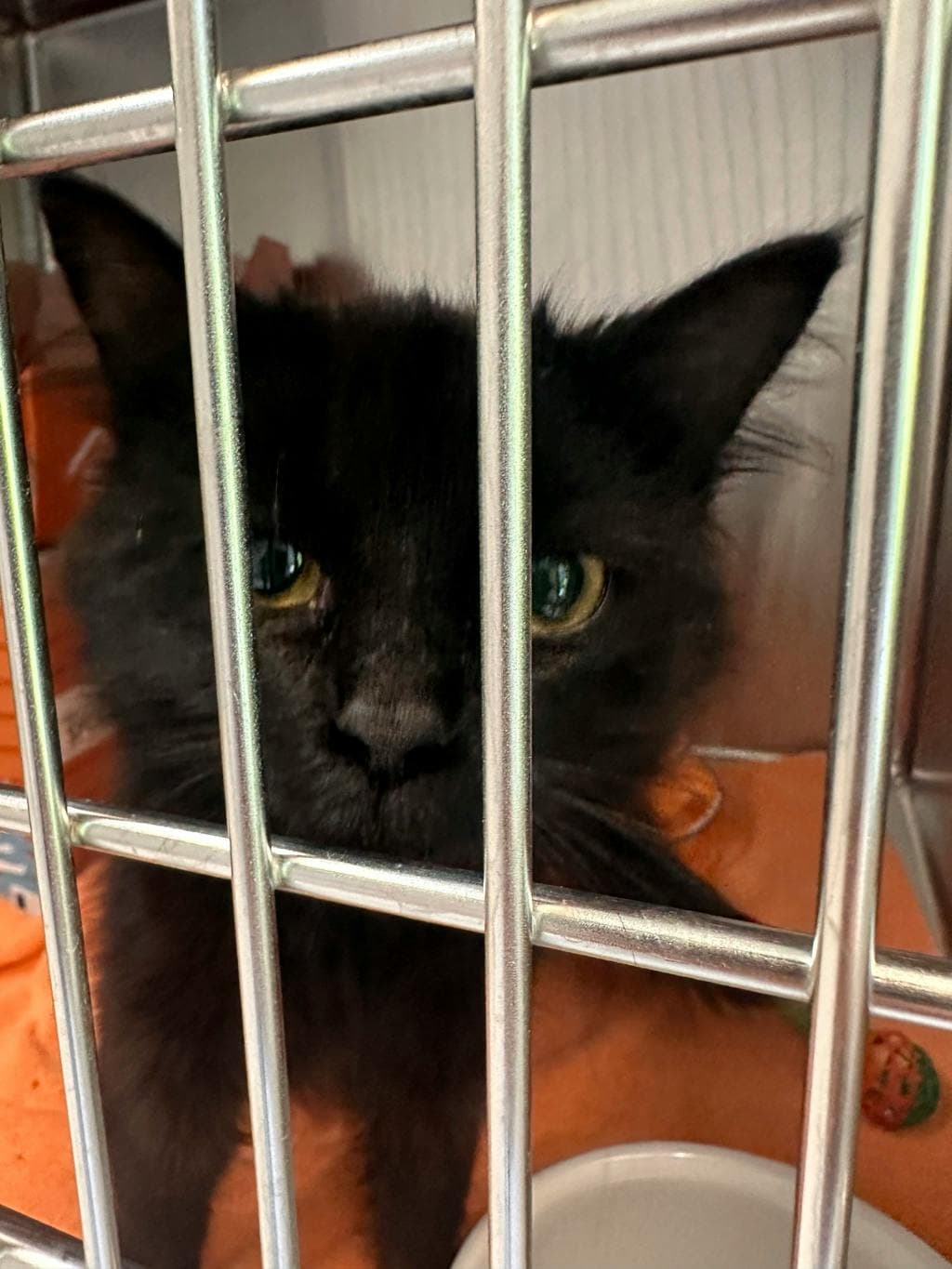 Violet - Domestic Medium Hair cat available for adoption at Ontario SPCA (Toronto Area) in Toronto