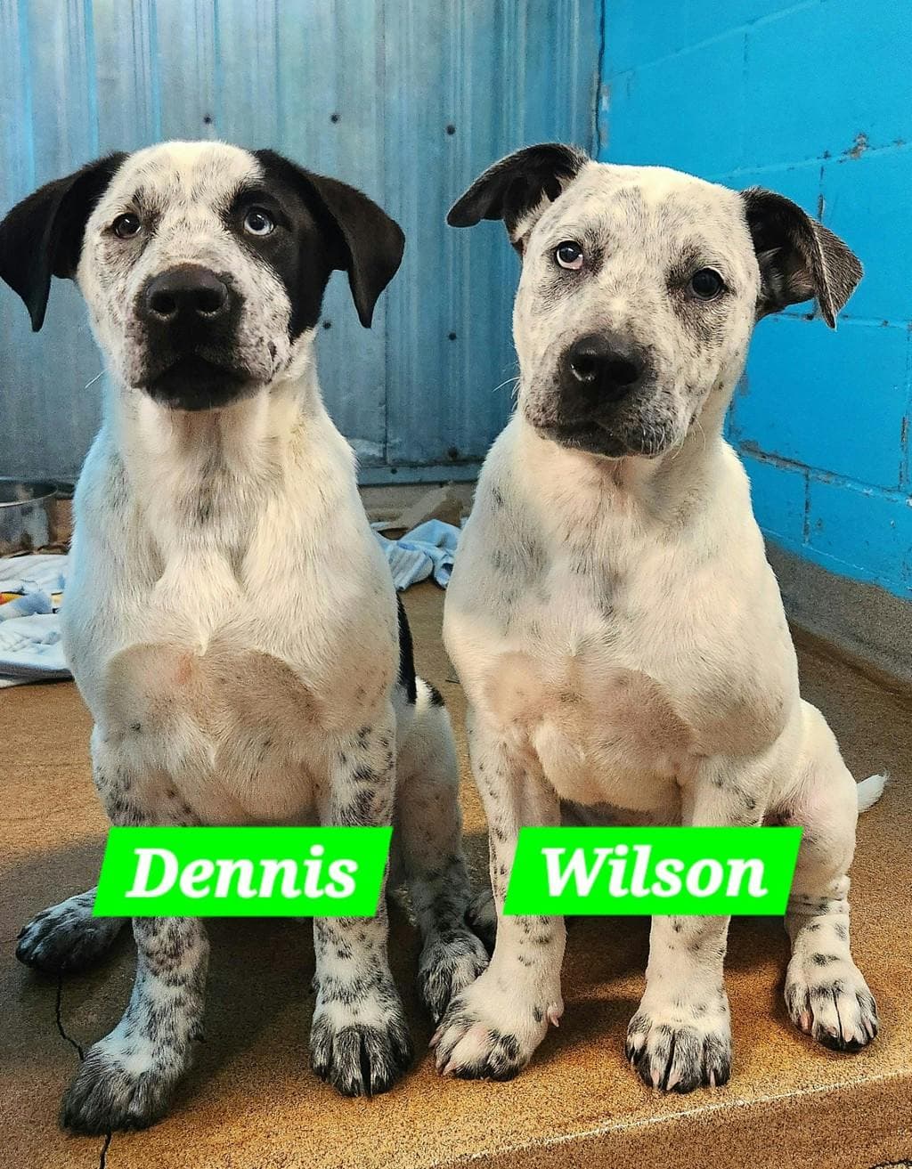 Mr. Wilson - Australian Cattledog available for adoption