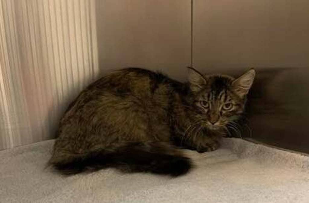 May - Domestic Medium Hair available for adoption