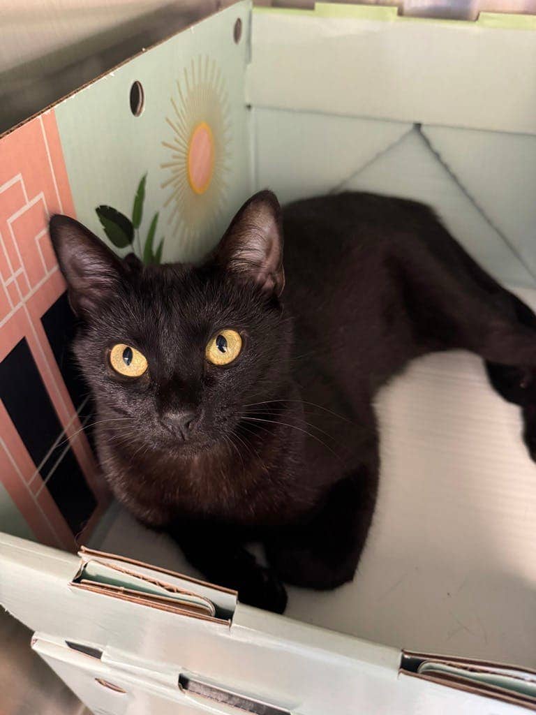 Maddy - Domestic Short Hair available for adoption