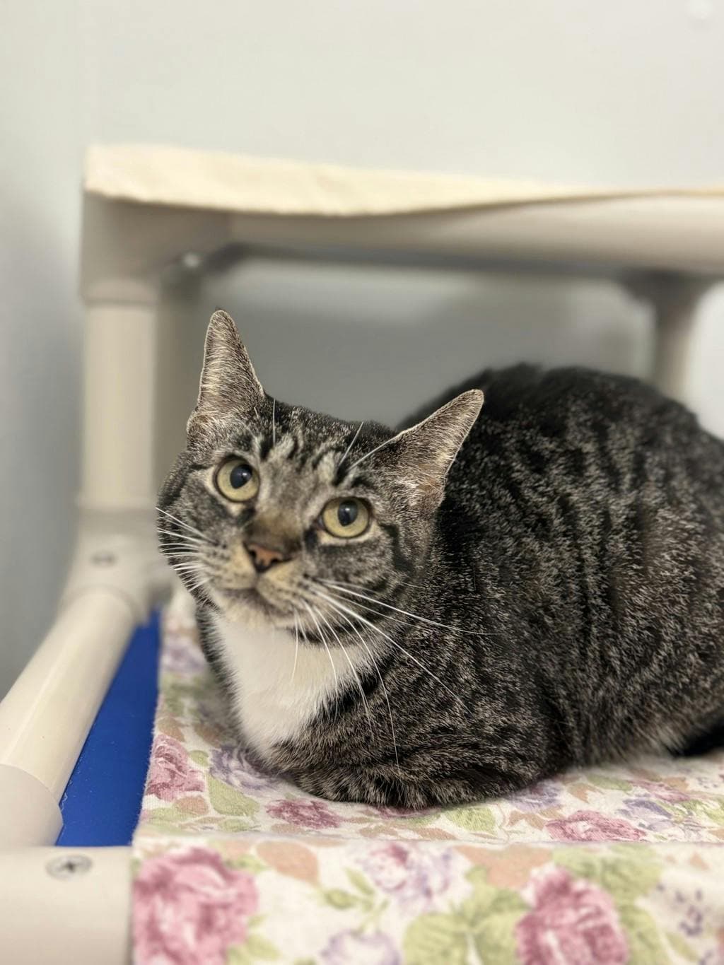 Janet - Domestic Short Hair cat available for adoption in Calgary