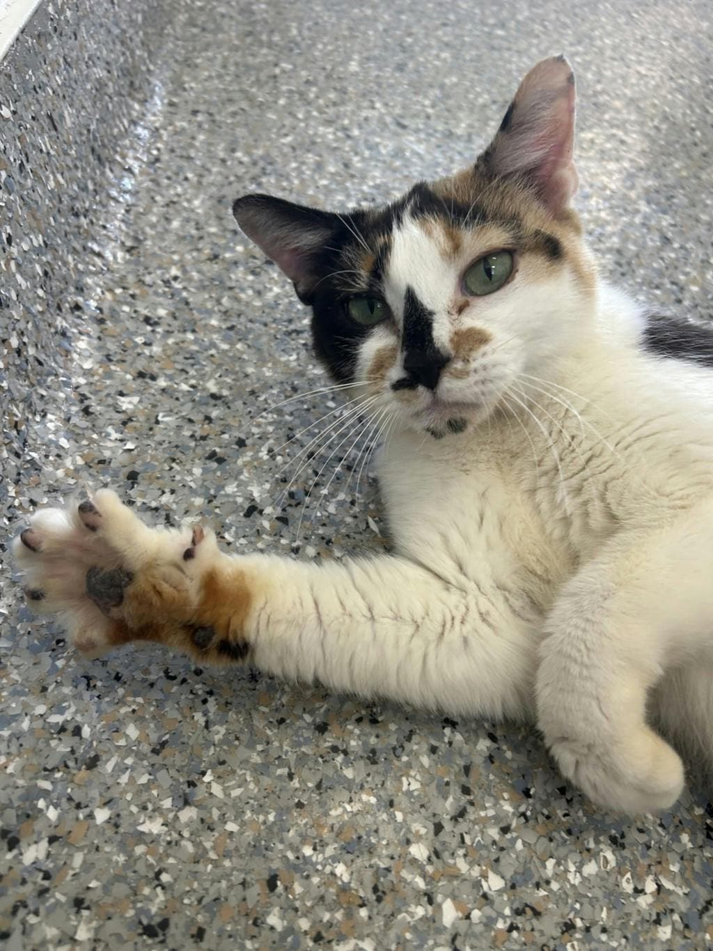 Tinkerbell - Domestic Short Hair cat available for adoption in Calgary