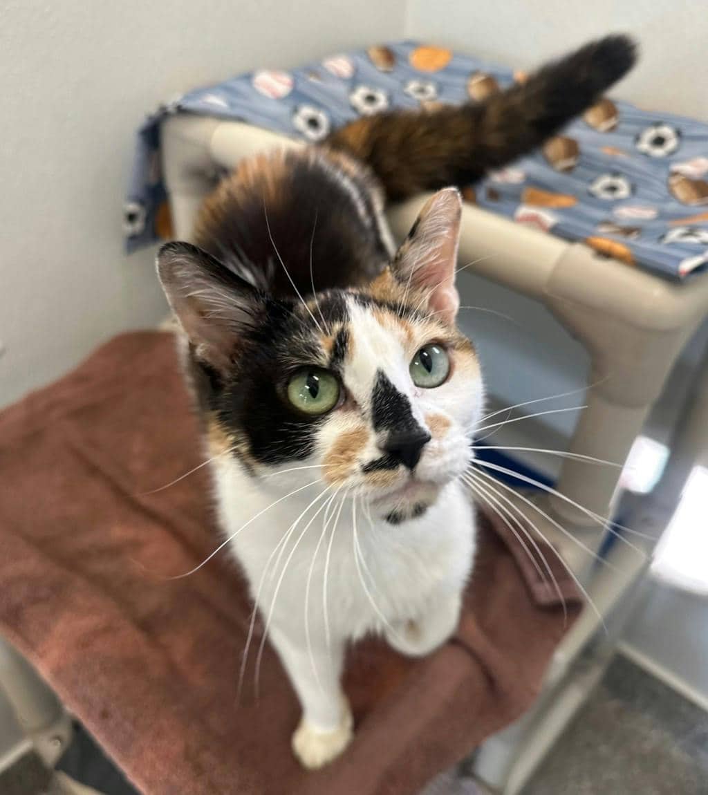 Tinkerbell - Domestic Short Hair available for adoption