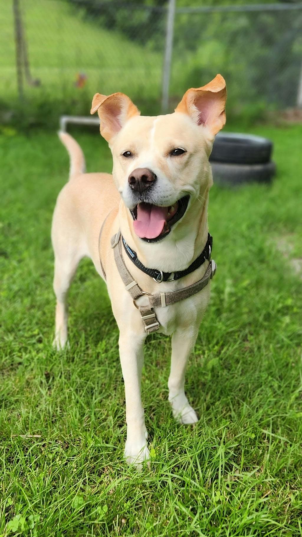 Max - American Bulldog available for adoption