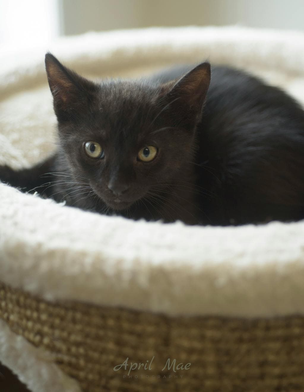 Rizzo – Orangeville Petsmart - Domestic Short Hair available for adoption