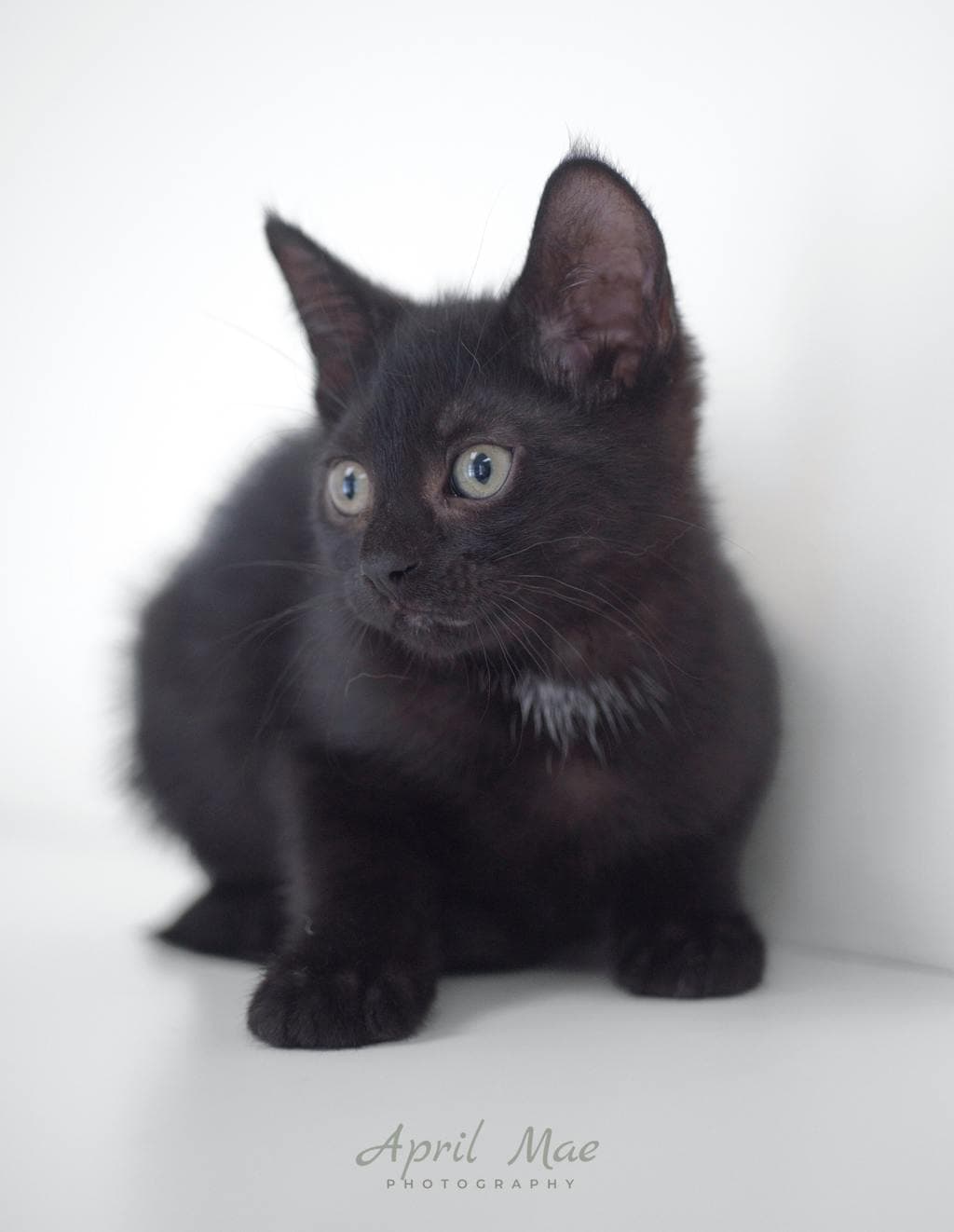 Aubrey – Orangeville Petsmart - Domestic Short Hair available for adoption
