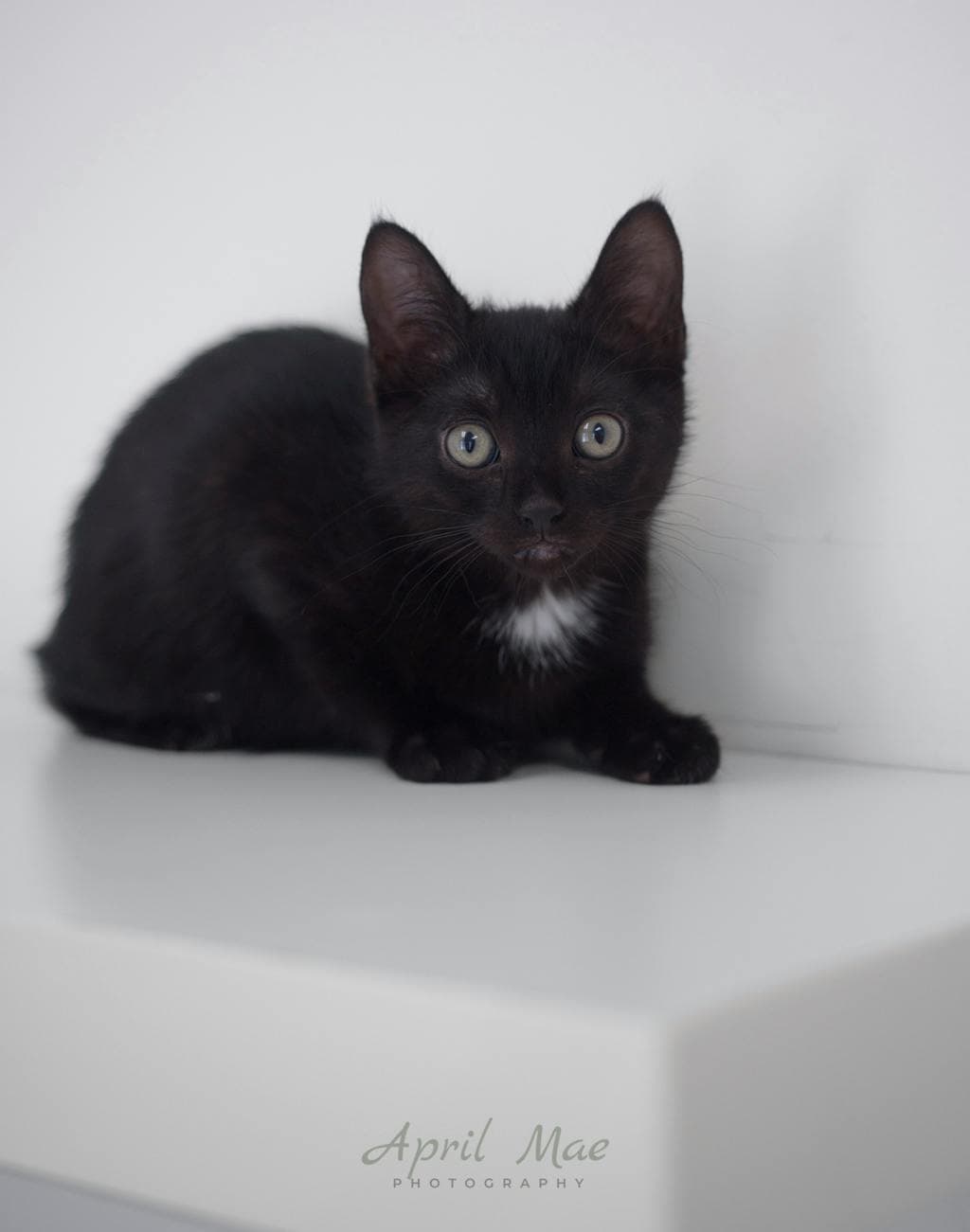 Tiffany – Orangeville Petsmart - Domestic Short Hair available for adoption