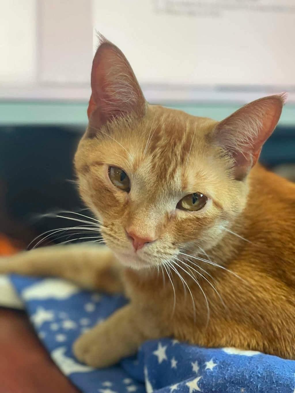 Simba - Domestic Short Hair cat available for adoption at Ontario SPCA & Humane Society in Napanee