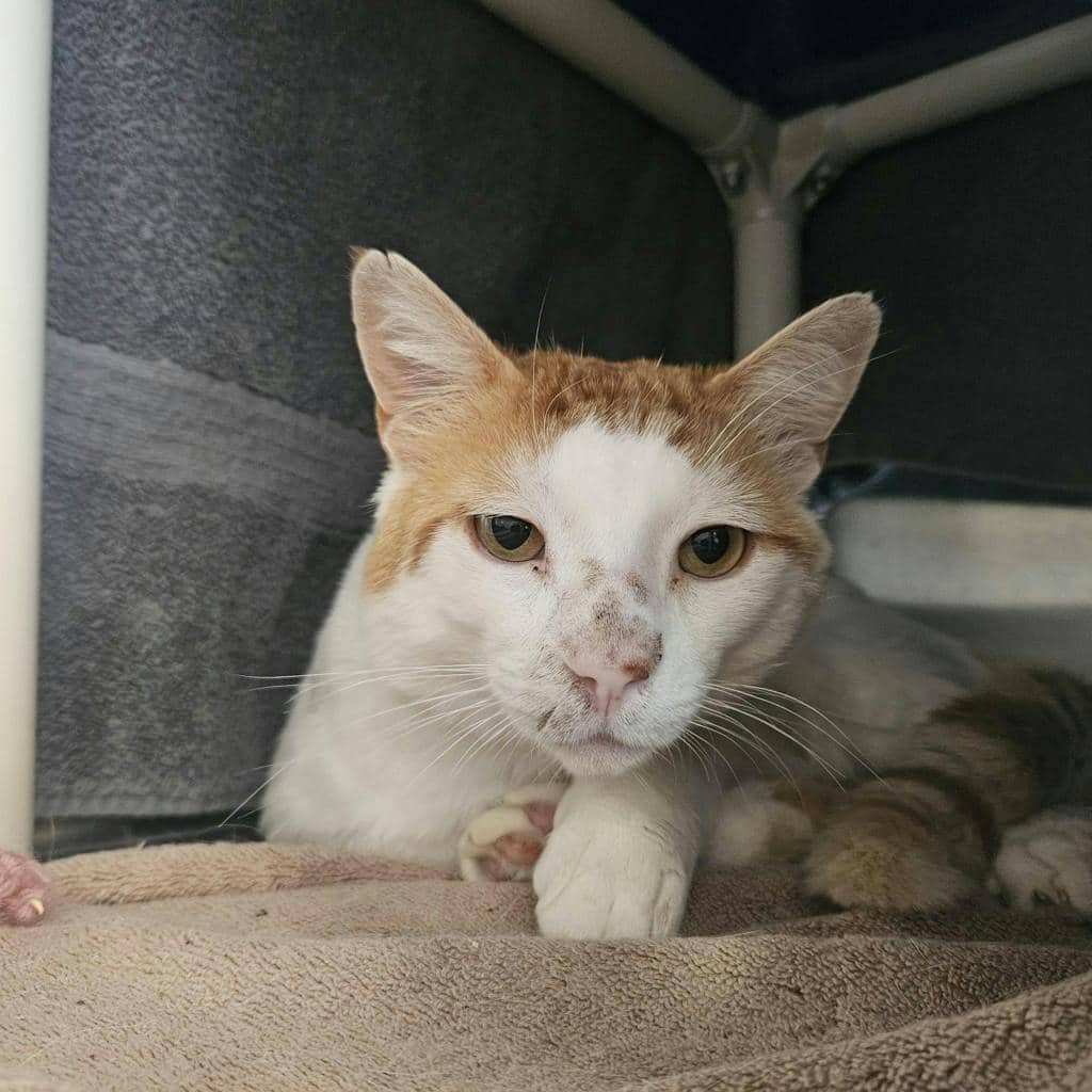Sir Gingerbeer - Domestic Short Hair available for adoption