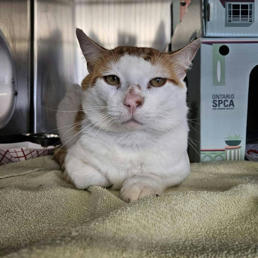 Sir Gingerbeer - Domestic Short Hair available for adoption
