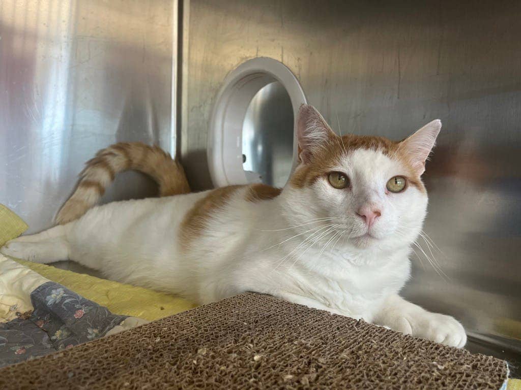 Sir Gingerbeer - Domestic Short Hair available for adoption