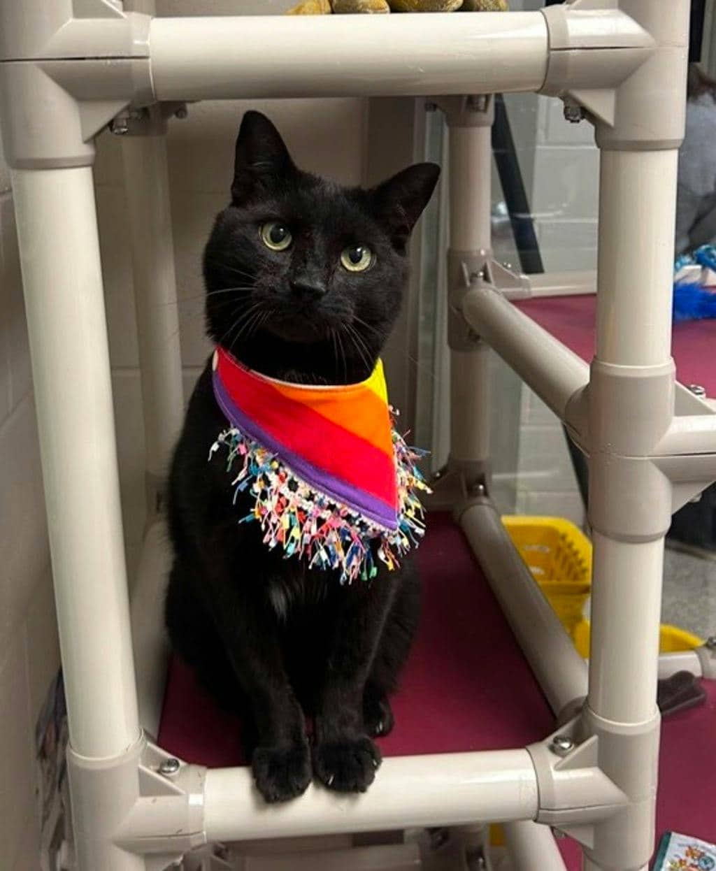 Zero - Domestic Short Hair available for adoption