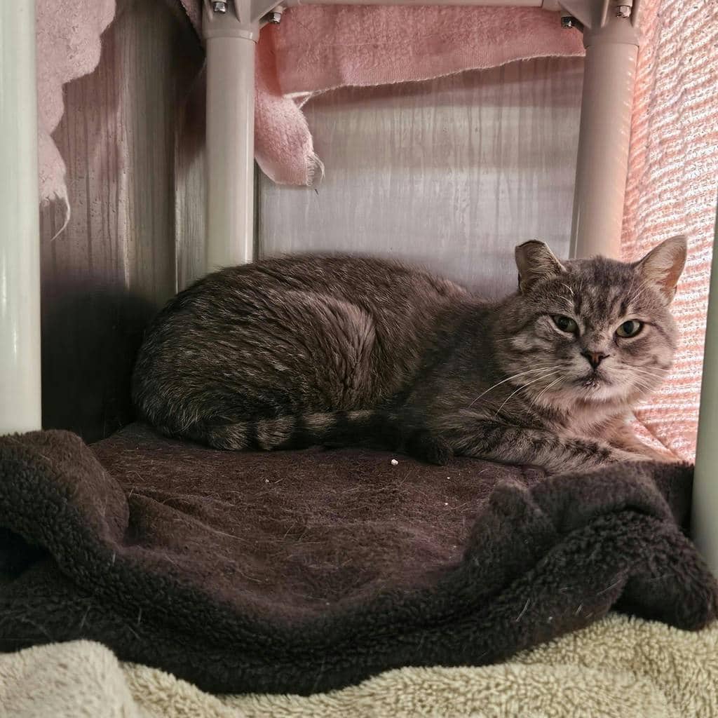 Bruno - Domestic Short Hair available for adoption