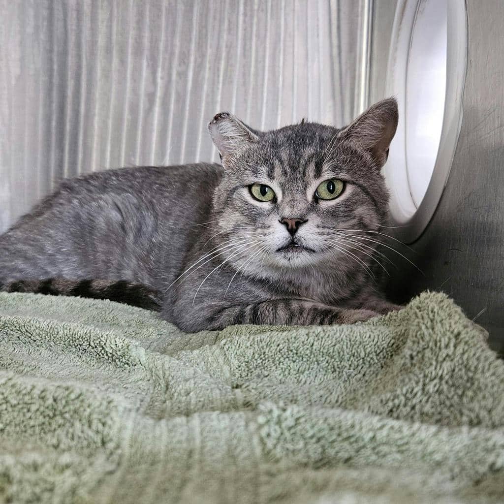 Bruno - Domestic Short Hair available for adoption