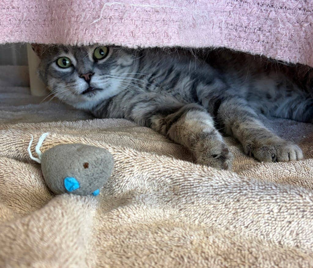 Bruno - Domestic Short Hair available for adoption