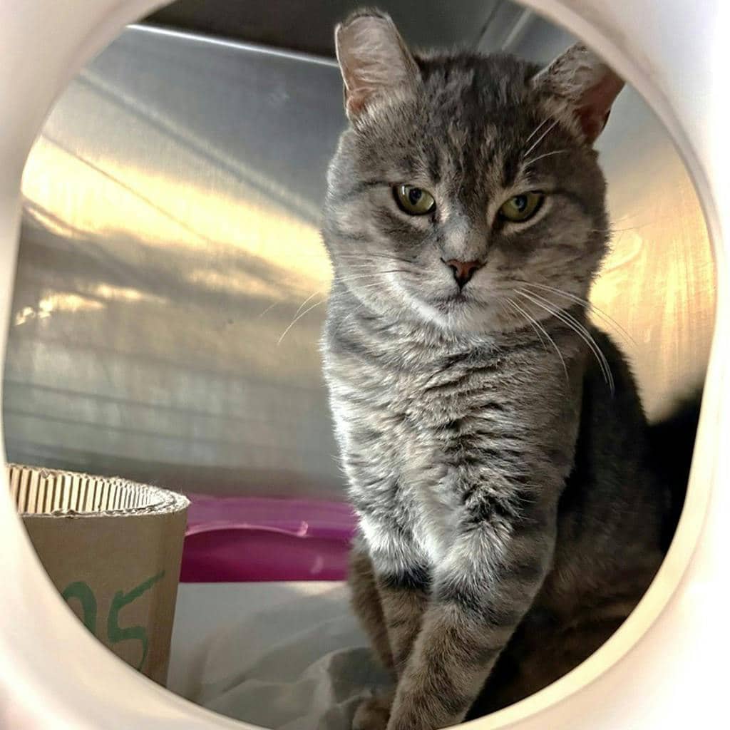Bruno - Domestic Short Hair cat available for adoption at Ontario SPCA (Ottawa Area) in Brockville