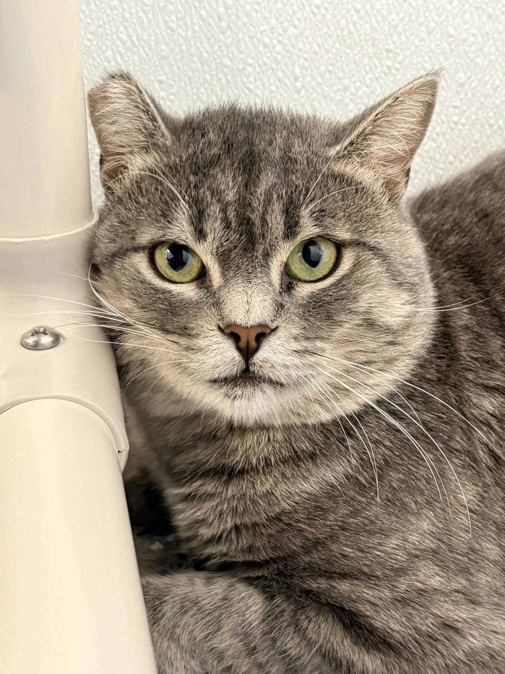 Bruno - Domestic Short Hair available for adoption