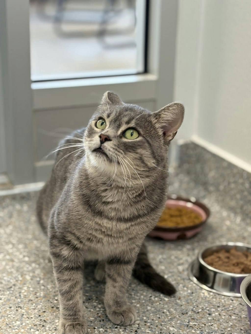 Bruno - Domestic Short Hair available for adoption