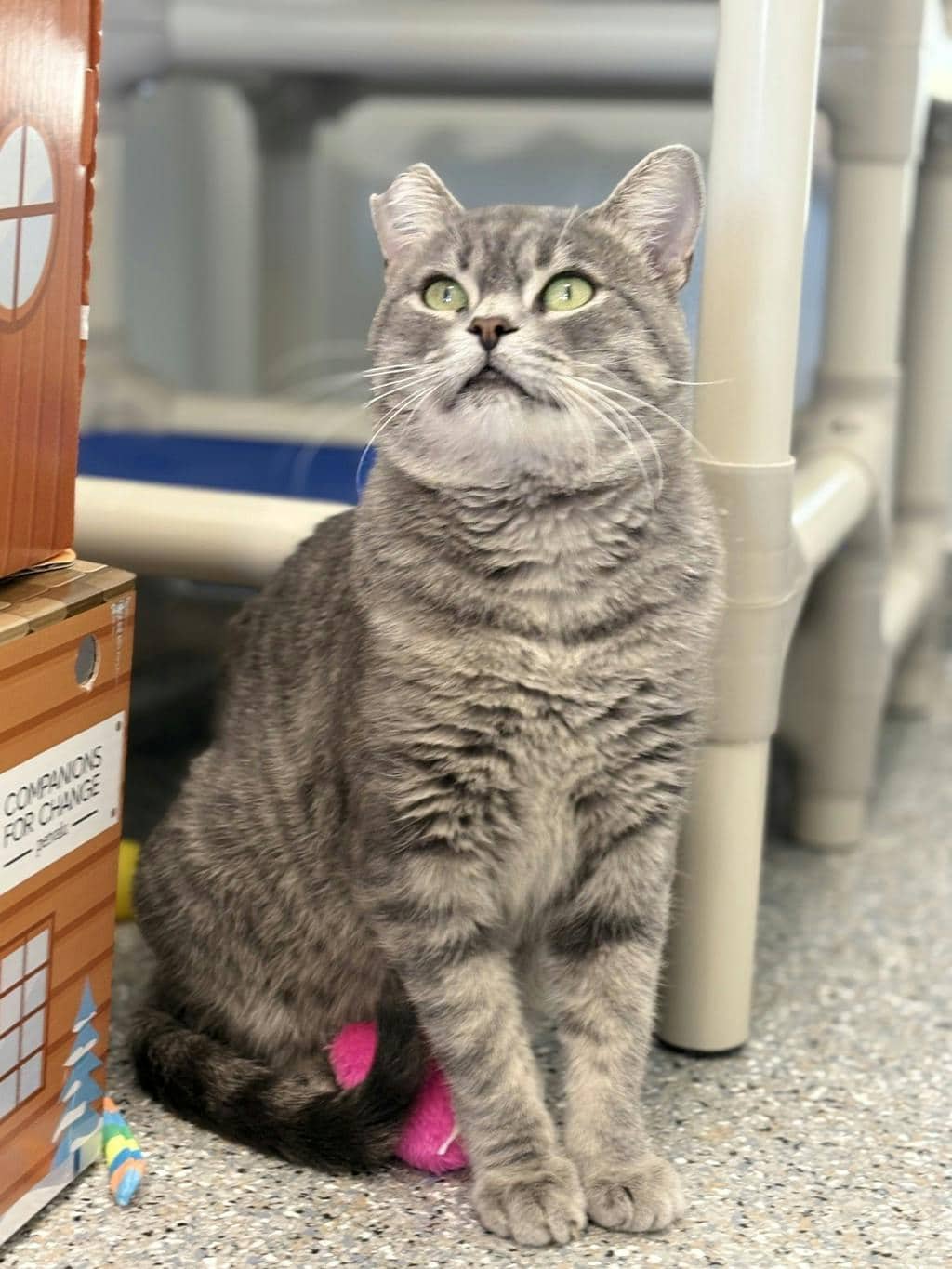 Bruno - Domestic Short Hair available for adoption