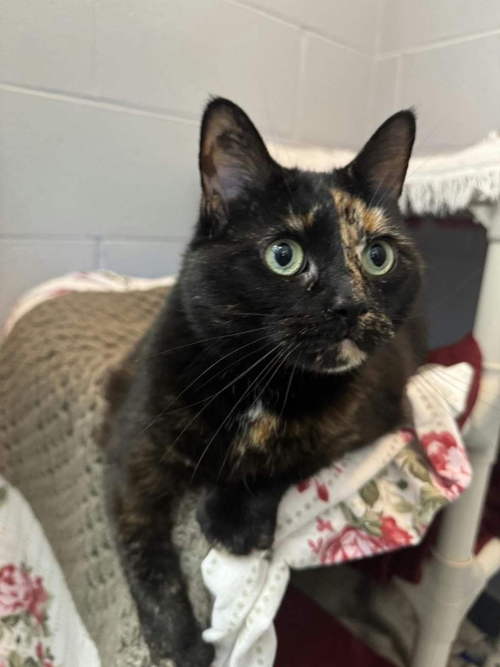 Elinor - Domestic Short Hair available for adoption
