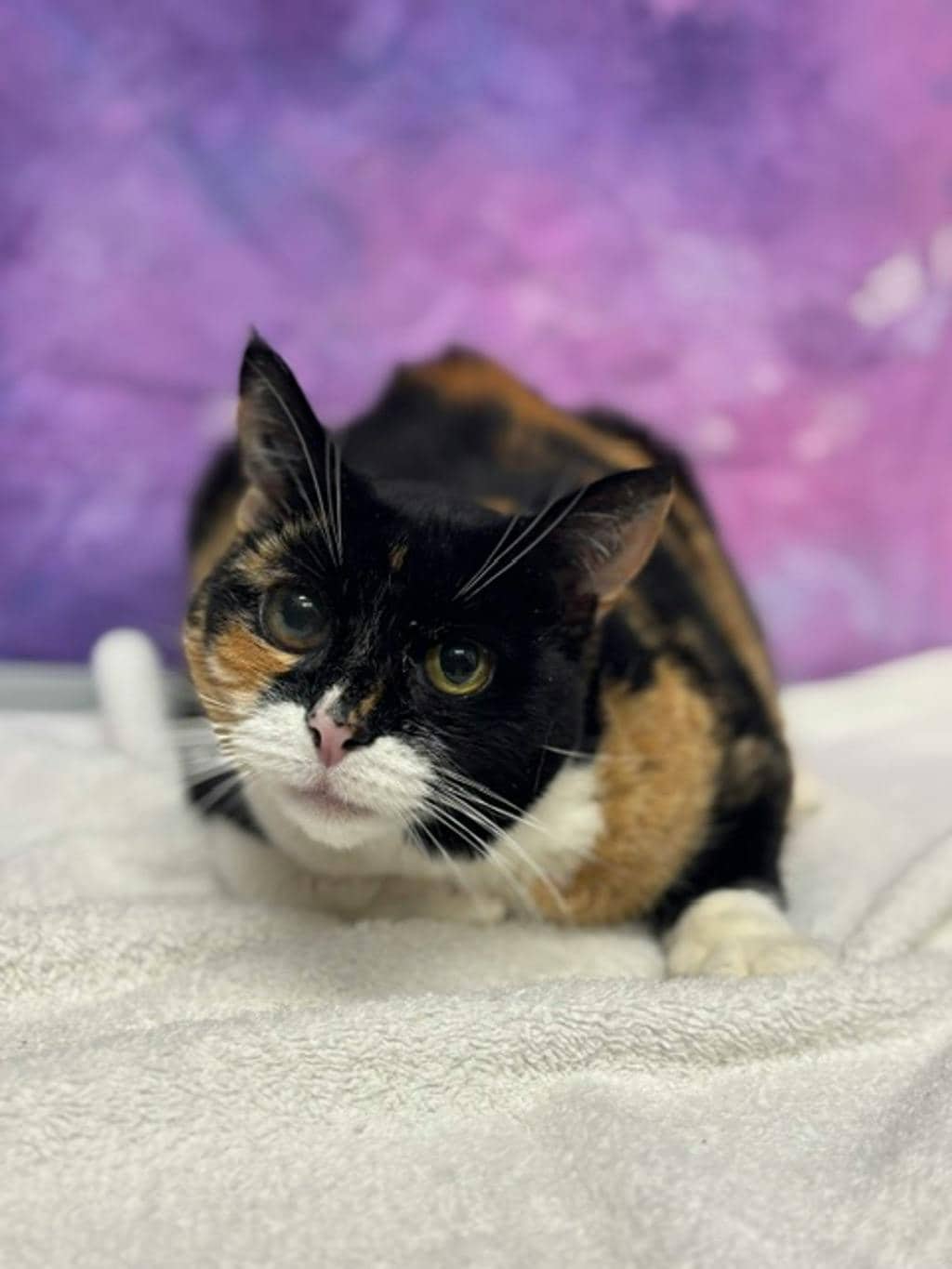 Boots - Domestic Short Hair cat available for adoption at Ontario SPCA & Humane Society in Napanee