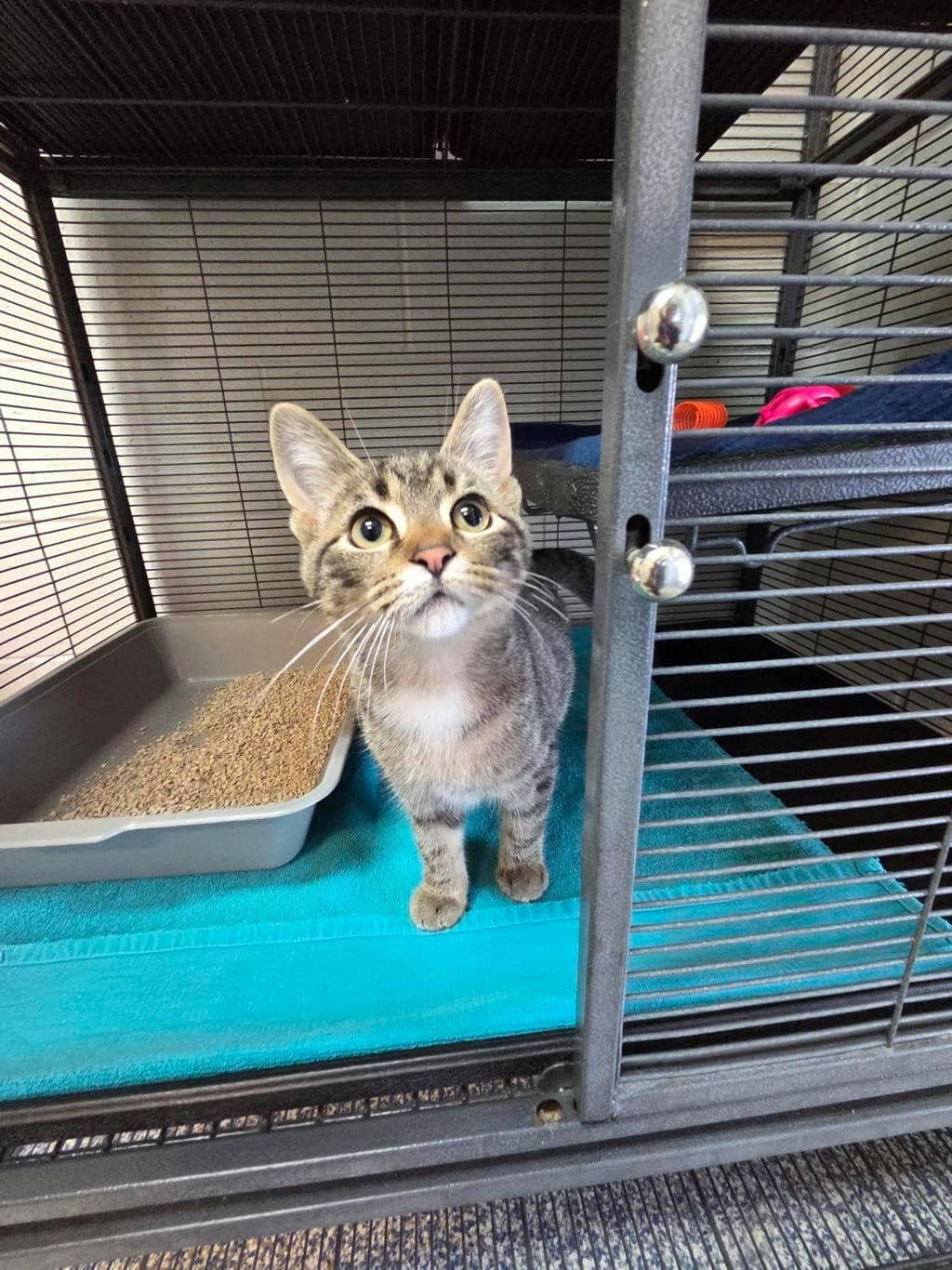 Eden (fka:tiny (kiara)) - Domestic Short Hair available for adoption