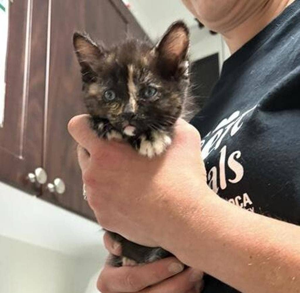Maple (kiara) - Domestic Short Hair available for adoption