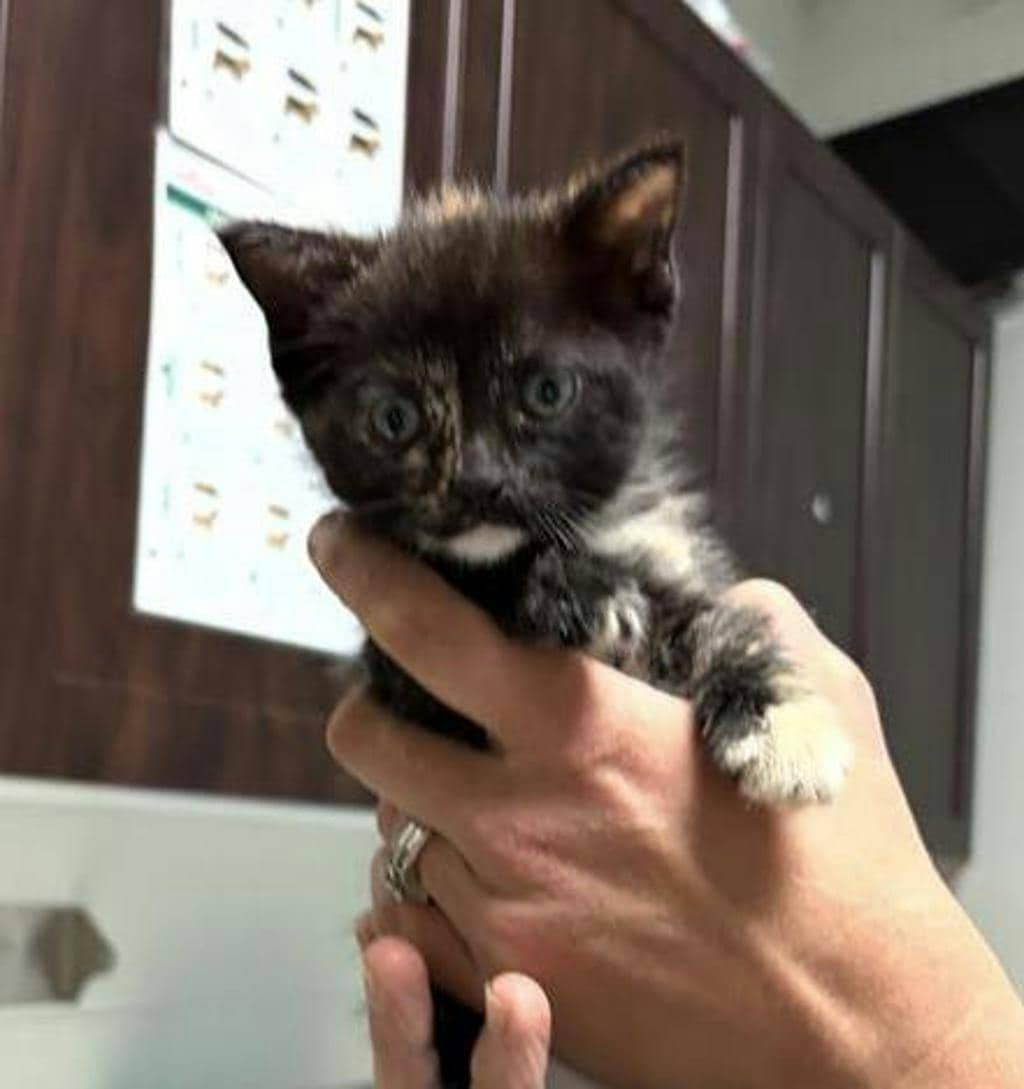 Viola (kiara) - Domestic Short Hair available for adoption