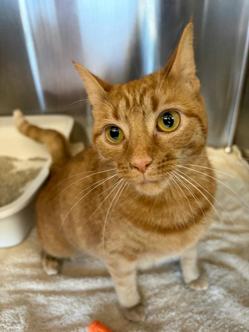 Clementine - Domestic Short Hair cat available for adoption at Ontario SPCA (Ottawa Area) in Ottawa