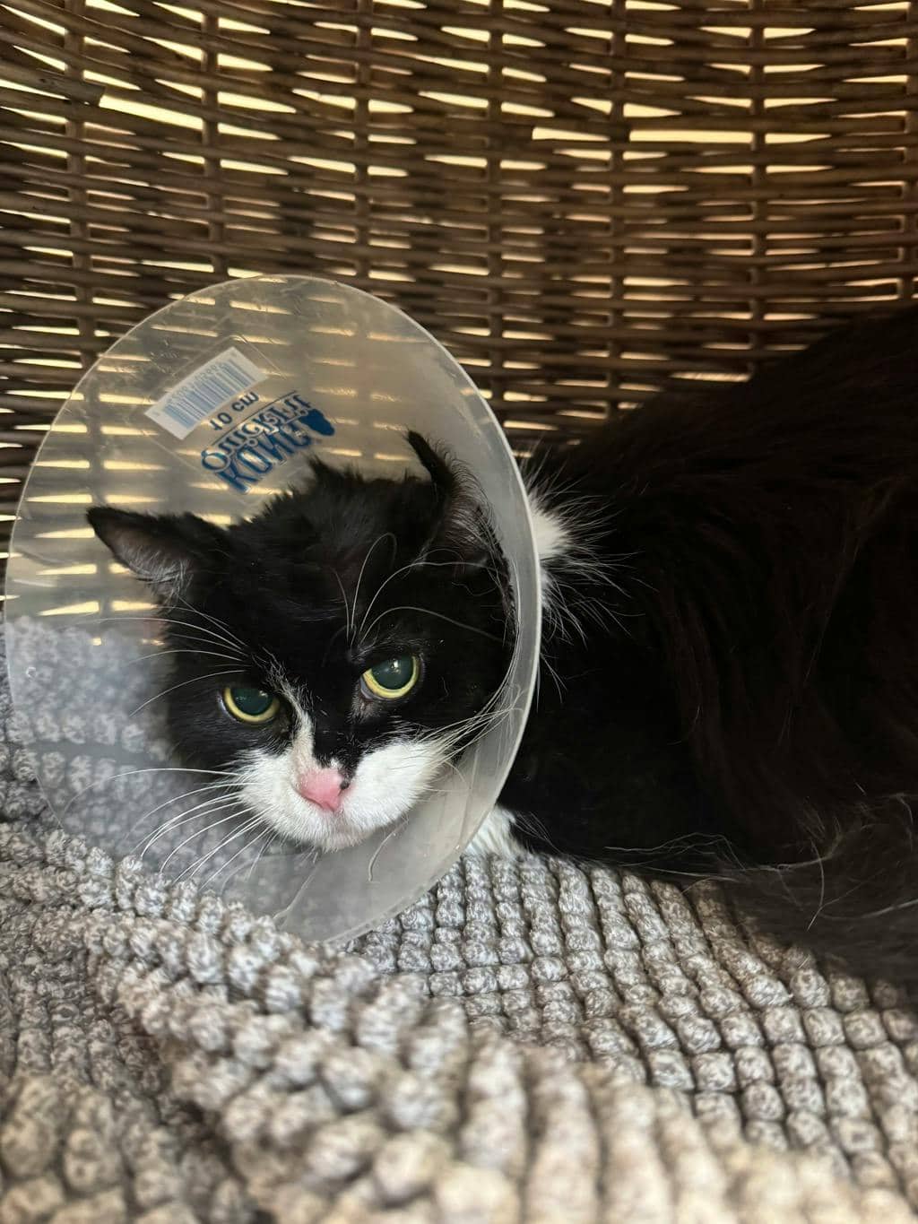 Ruth - Domestic Longhair available for adoption