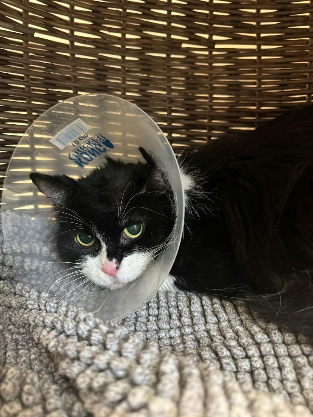 Ruth - Domestic Longhair cat available for adoption at Ontario SPCA (Toronto Area) in Toronto
