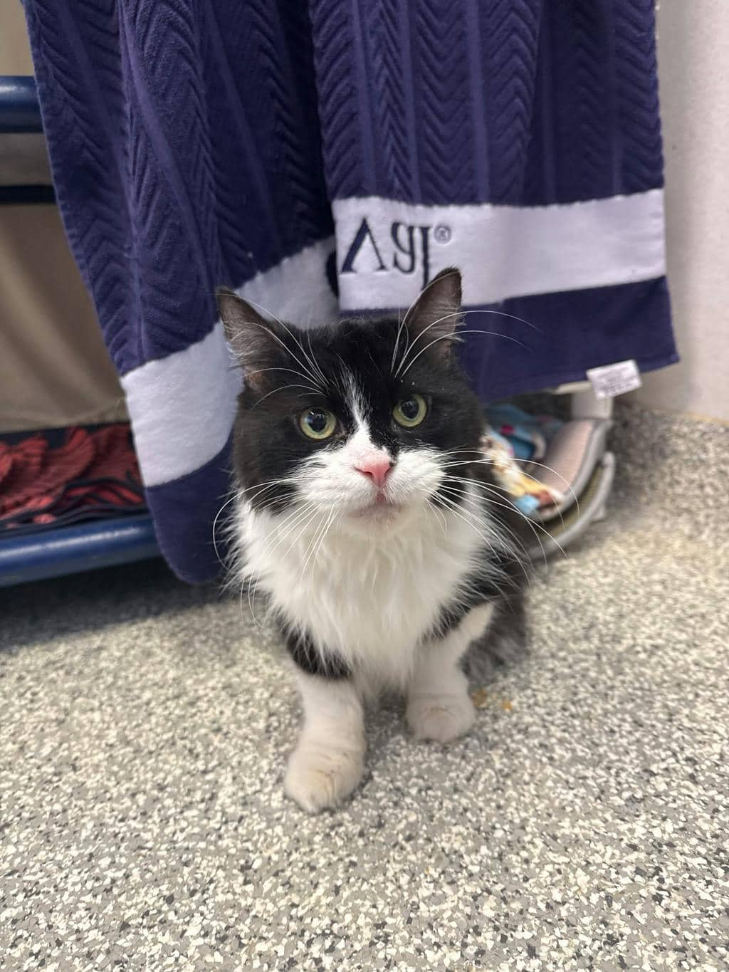 Ruth - Domestic Longhair cat available for adoption in Ontario